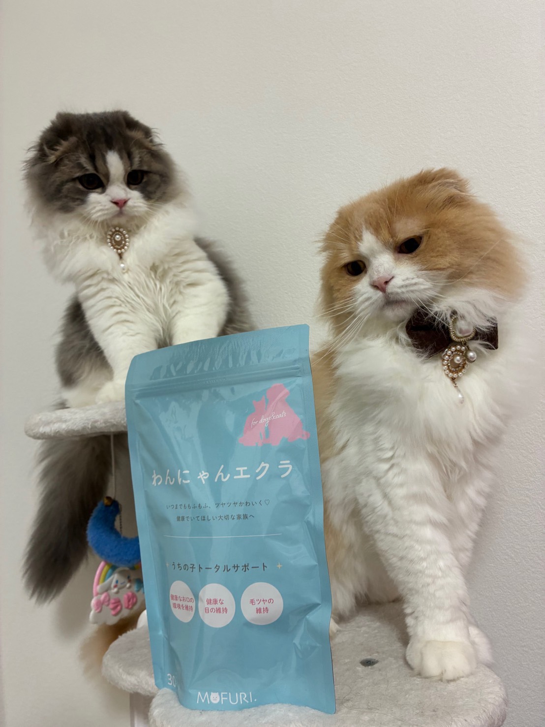 マンチカンのきなこ＆ももちゃん