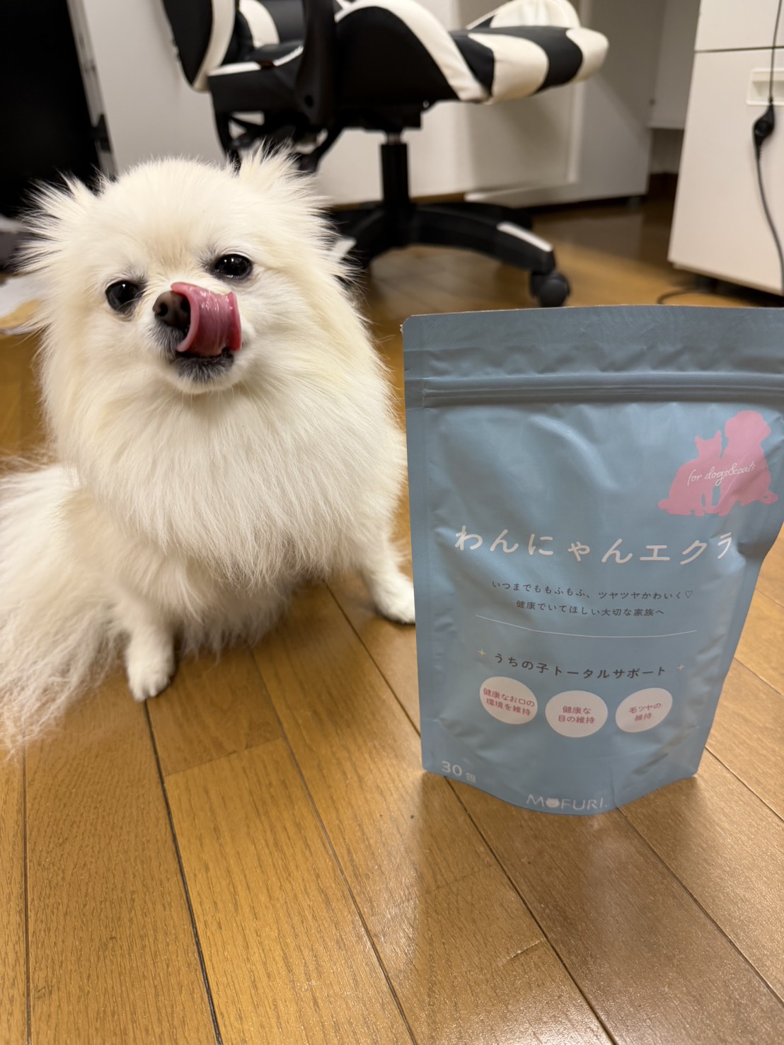 ポメラニアンのマロンくん